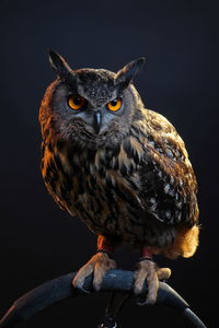 Portrait of owl perching on black background