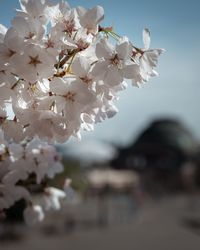 Close-up of white cherry blossom tree