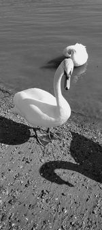 High angle view of swan on lakeshore