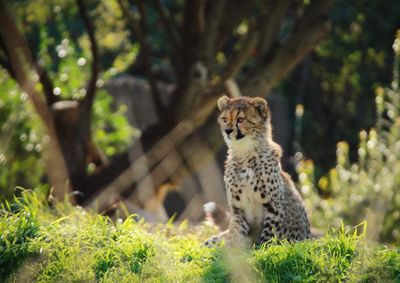 Cheetah cub on grassy field at san diego zoo safari park