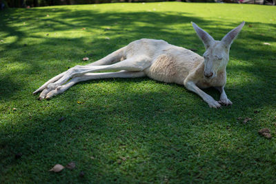 Kangaroo lying on grass