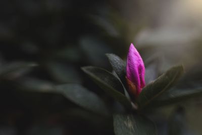 Close-up of purple flower