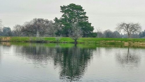 View of trees in water