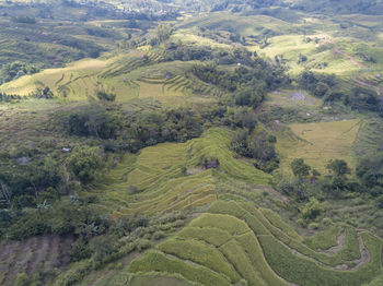 High angle view of agricultural field