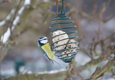 Close-up of bird hanging outdoors