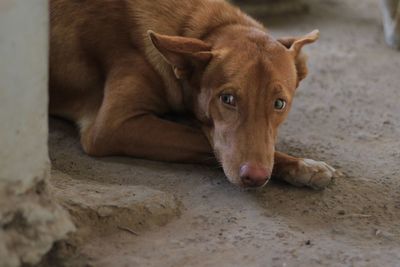 Portrait of dog resting on floor