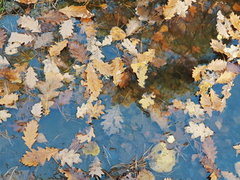 Full frame shot of autumn leaves