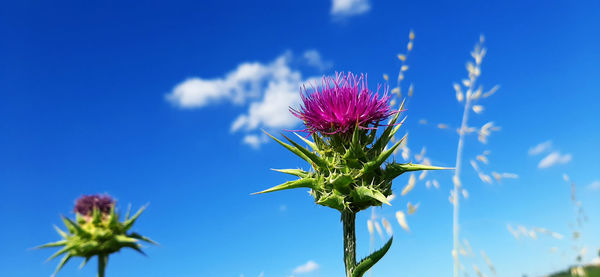 Low angle view of pink flowering plant against blue sky