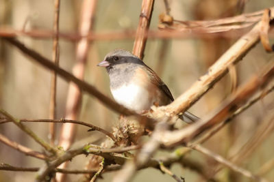 Close-up of bird perching on branch