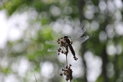 Close-up of dragonfly on flower