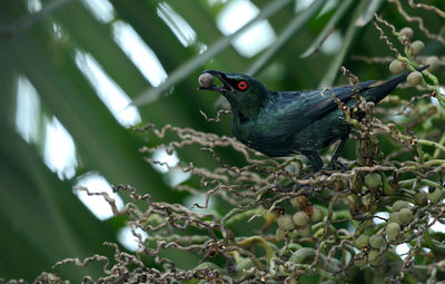 Close-up of bird perching on tree