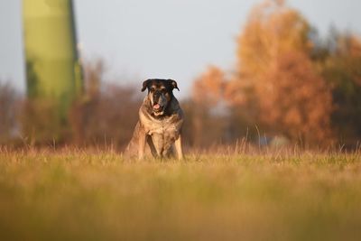 Dog running in a field