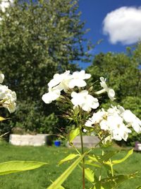 Close-up of white flowers blooming on tree against sky