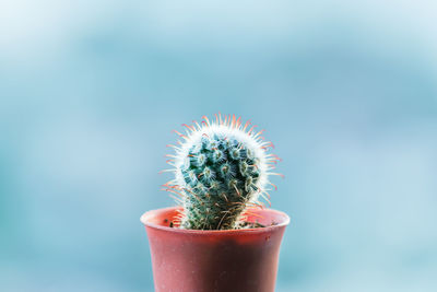 Close-up of cactus plant