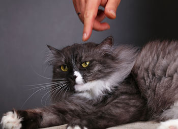 Cropped hand of woman petting cat at home