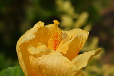 Close-up of yellow flower