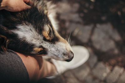 Midsection of person holding dog