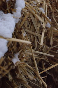 Close-up of snow on field