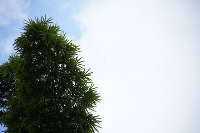 Low angle view of pine tree against sky