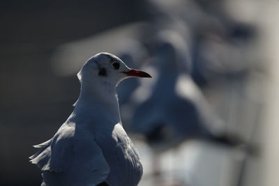bird