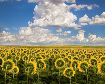 Sunflowers growing in field