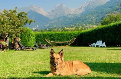 View of a dog on field against mountains