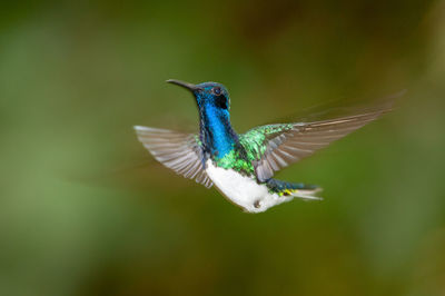 Close-up of a bird flying