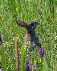 Close-up of squirrel on grass