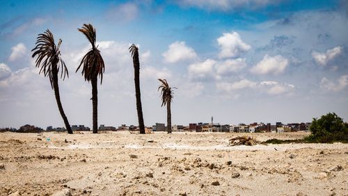 Panoramic view of palm trees on field against sky