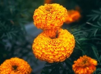 Close-up of marigold blooming outdoors