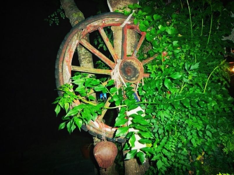 leaf, plant, growth, green color, wood - material, old, abandoned, metal, close-up, nature, rusty, no people, outdoors, high angle view, day, obsolete, damaged, wood, wooden