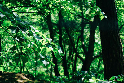 Close-up of tree trunk in forest