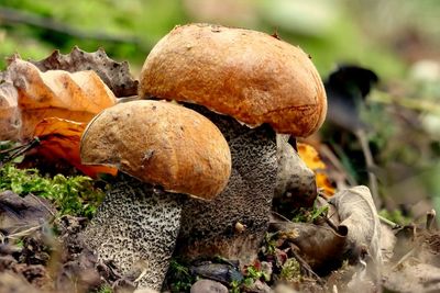 Close-up of mushrooms growing on field