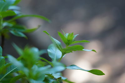 Close-up of small plant