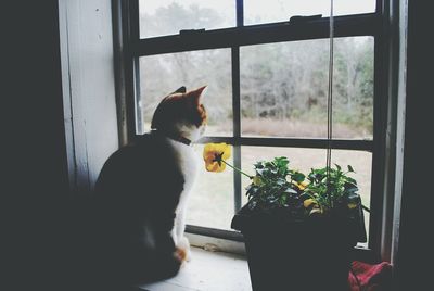 Cat looking through window