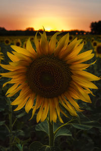 Close-up of sunflower on field