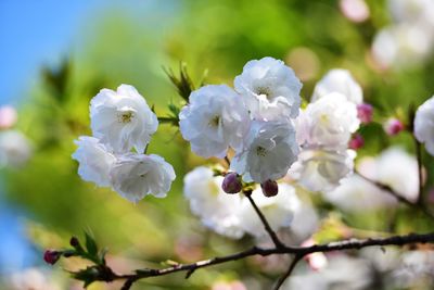 Close-up of white flowering plant