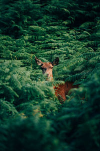 High angle portrait of deer standing amidst plants in forest