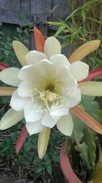 Close-up of flowers blooming outdoors