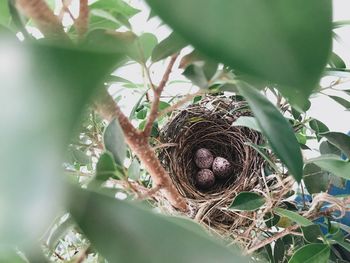 Close-up of lizard on tree