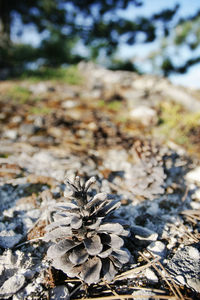 Close-up of plant