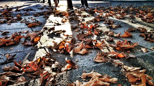 Close-up of fallen maple leaves