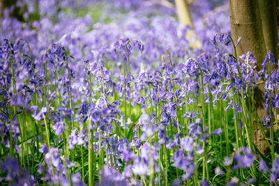 Close-up of purple flowers blooming in field