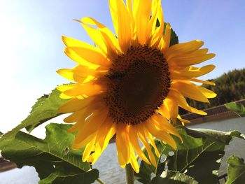 Close-up of sunflower