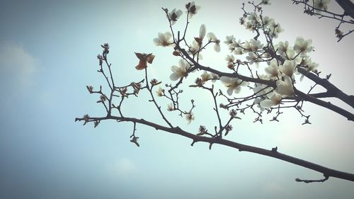 Low angle view of flower tree against clear sky