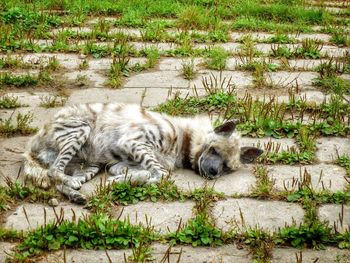 Tiger lying on grass