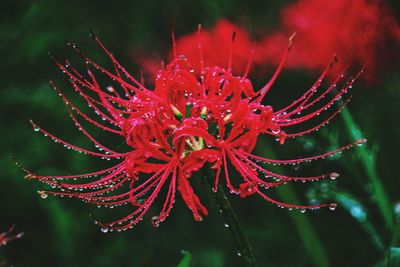 Close-up of wet red flower