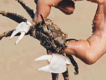 Close-up of hand holding ice cream