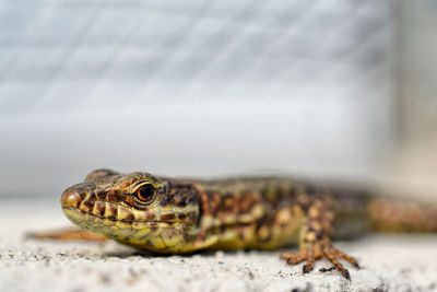 Close-up of lizard