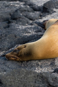 Close-up of fur seal on the sand of a rocky coastline in the galapagos.